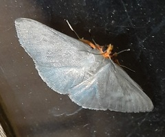 Lepidoptera