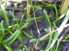 Lilaeopsis chinensis