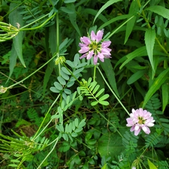 Securigera varia