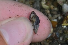 Propebela rufa