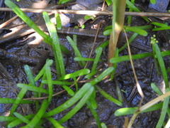 Lilaeopsis chinensis