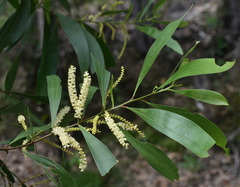 Acacia polystachya