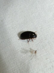 Cymbiodyta bifidus