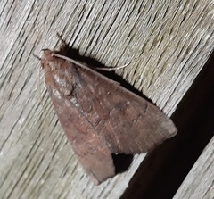 Lepidoptera