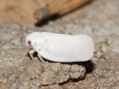 Flatormenis saucia