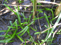 Lilaeopsis chinensis