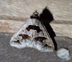 Tephriopis divulsa