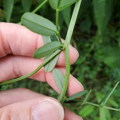 Securigera varia