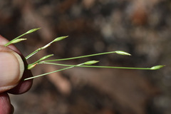 Fimbristylis acuminata