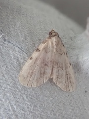 Dyspyralis puncticosta