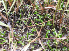 Lilaeopsis chinensis