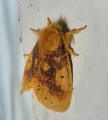 Lepidoptera