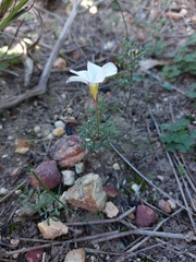 Oxalis argyrophylla