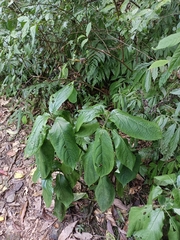 Paraphlomis javanica