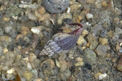 Propebela rufa