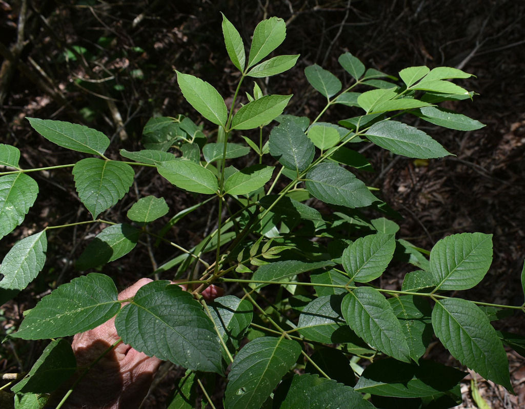 Java brucea from Wangetti QLD 4877, Australia on May 6, 2022 at 01:10 ...
