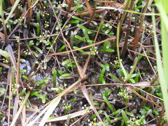 Lilaeopsis chinensis