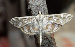 Lepidoptera