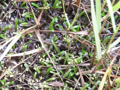 Lilaeopsis chinensis