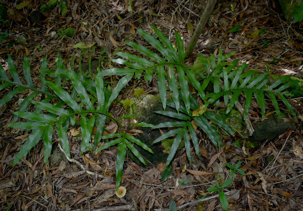 Drynaria sparsisora (Drynaria sparsisora)