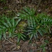 Drynaria sparsisora - Photo (c) Russell Cumming, algunos derechos reservados (CC BY-NC), subido por Russell Cumming
