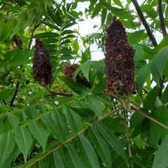 Rhus typhina