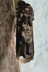 Lepidoptera
