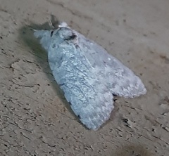 Lepidoptera