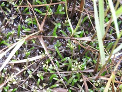 Lilaeopsis chinensis