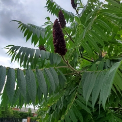 Rhus typhina