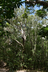 Melaleuca dealbata