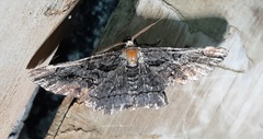 Lepidoptera