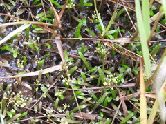 Lilaeopsis chinensis