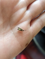 Photinus marginellus
