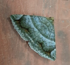Buzara onelia