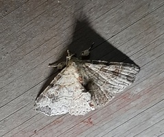 Lepidoptera
