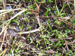 Lilaeopsis chinensis