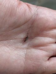 Photinus marginellus