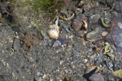 Propebela rufa