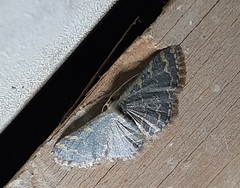 Lepidoptera