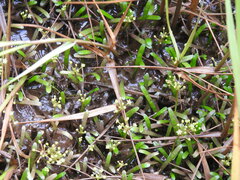 Lilaeopsis chinensis