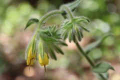 Onosma frutescens