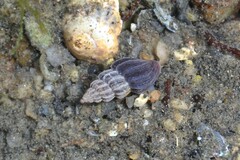 Propebela rufa
