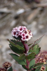 Spiraea morrisonicola