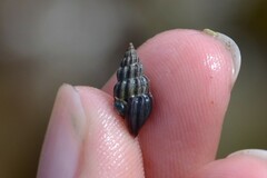 Propebela rufa