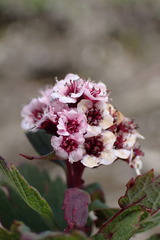 Spiraea morrisonicola