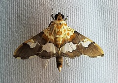Aetholix flavibasalis