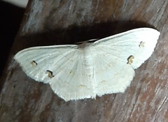 Lepidoptera