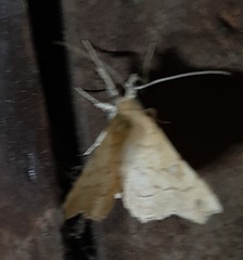 Lepidoptera