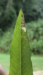 Mompha argentimaculella